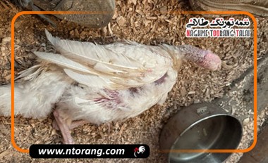 راهکارهای کاهش تلفات در پرورش بوقلمون